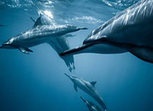 乐鱼集团-鲁班大师果断大闪，蒙恬补上伤害打出0换2